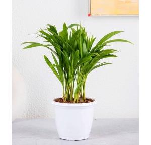 Palm Plant Air Purifying Live Areca in White  Pot Size Medium