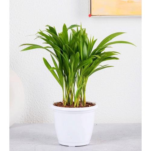 Palm Plant Air Purifying Live Areca in White  Pot Size Medium