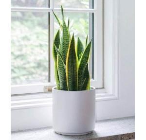 Plant Snake Indoor Air Purifying with 1 White Ceramic Pot