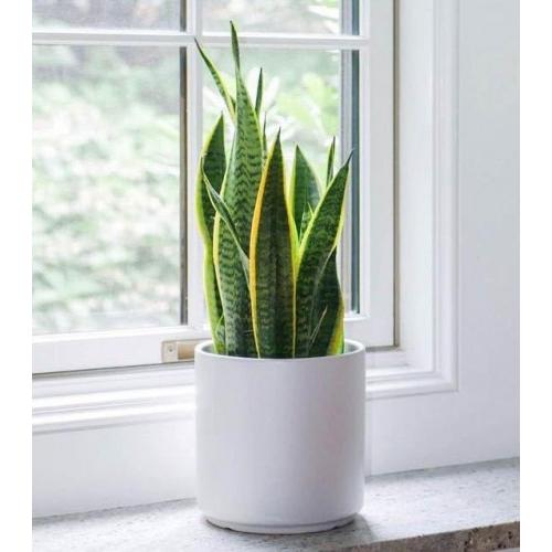 Plant Snake Indoor Air Purifying with 1 White Ceramic Pot